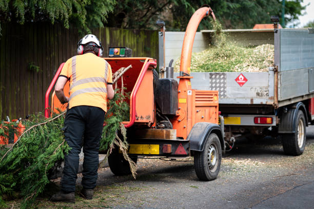 The Steps Involved in Our Tree Care Process in Frontenac, KS